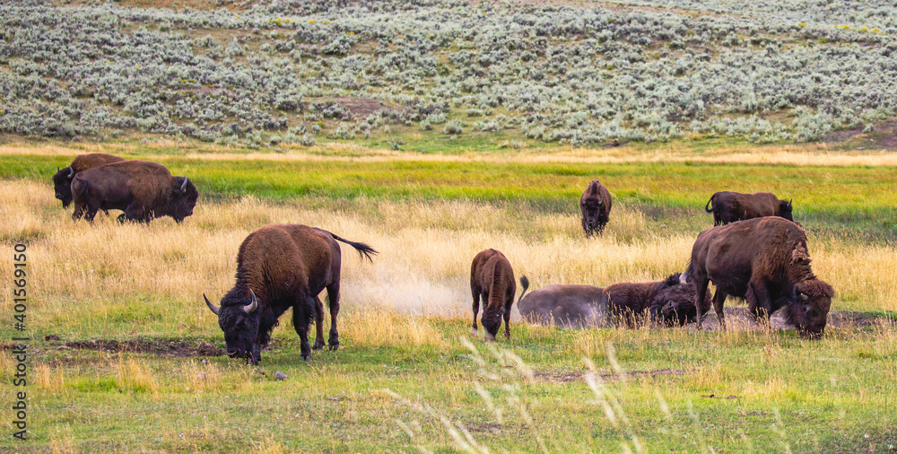 Wild Buffalo (Bison bison) in Wyoming wollowing and eating during the late summer
