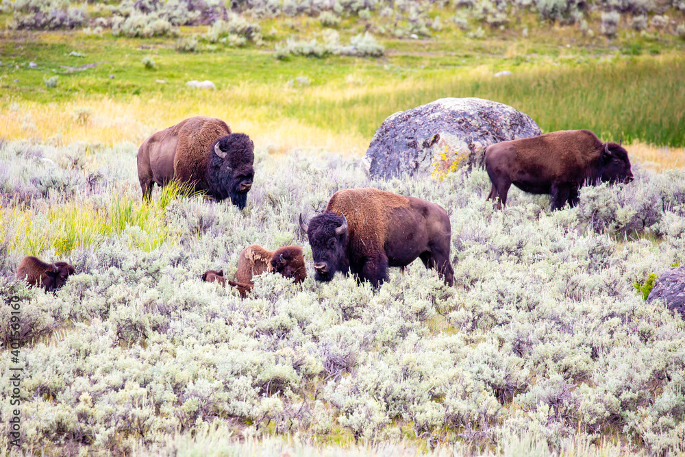 Wild Buffalo (Bison bison) in Yellowstone Park Wyoming in August Wild Buffalo (Bison bison) in Yellowstone Park Wyoming in August