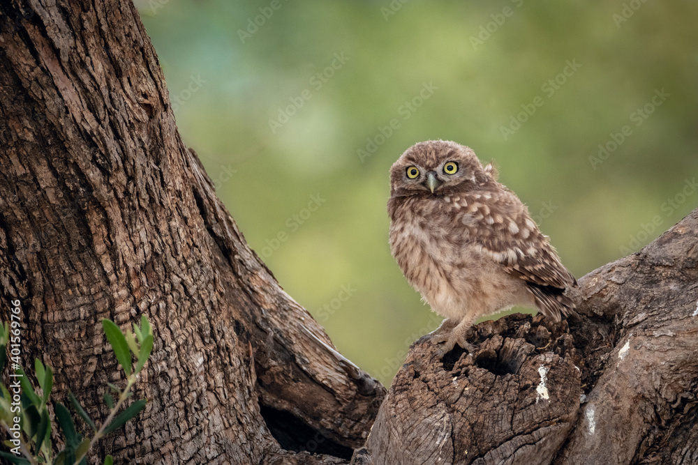 Mochuelo europeo (Athene noctua) - Lorca, Murcia Mochuelo europeo (Athene noctua) - Lorca, Murcia