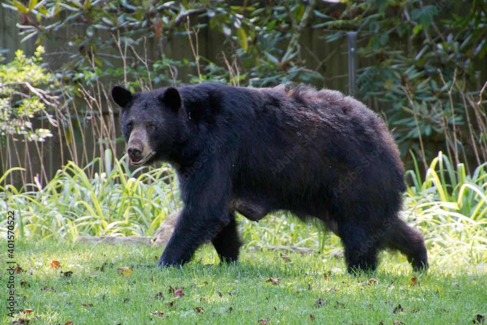 Wary Mother Black Bear Going to Nurse Her Cubs Wary Mother Black Bear Going to Nurse Her Cubs