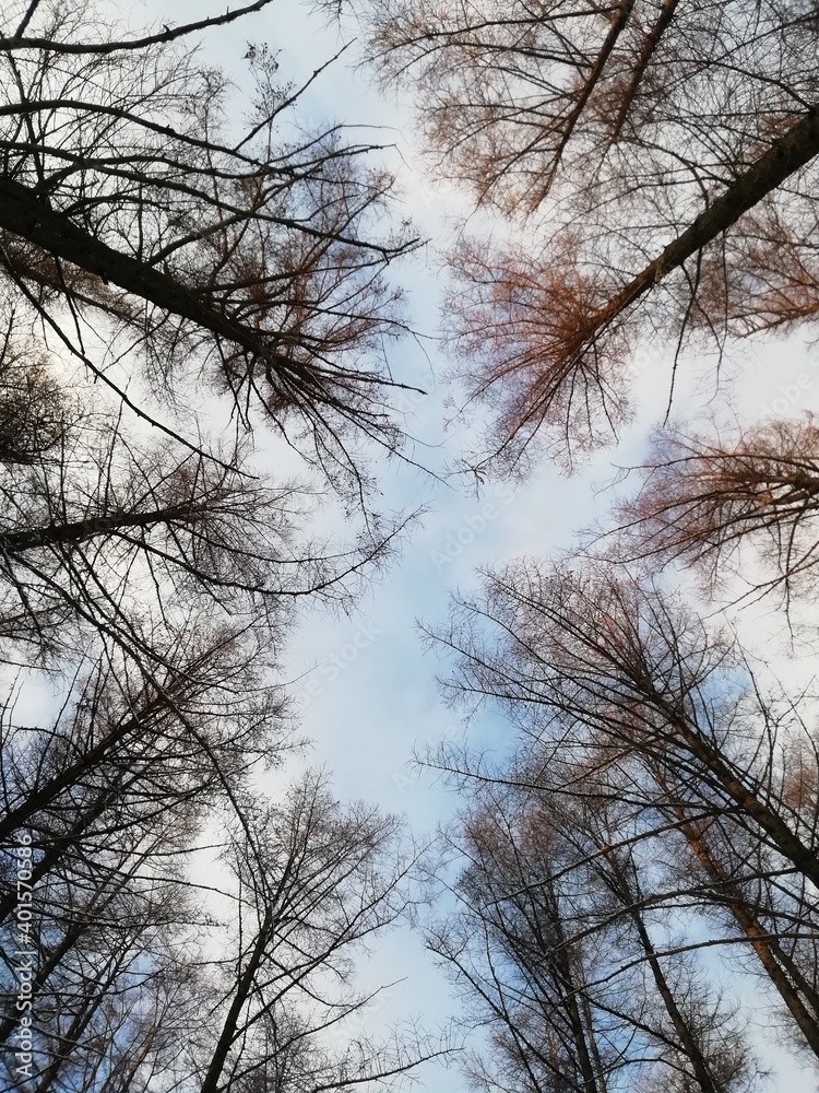 trees and sky