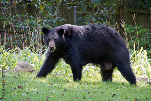 Lactating Mama Black Bear in a Backyard © WideAwake