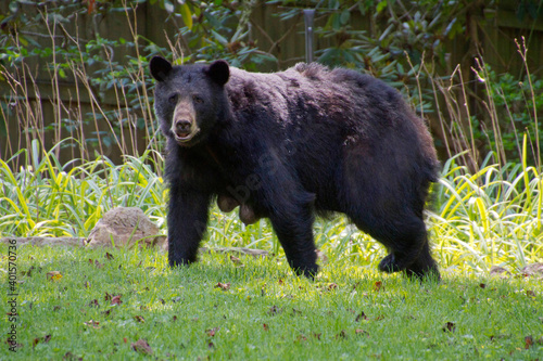Lactating Mama Bear With Full Teats Wanders Across an Urban Backyard