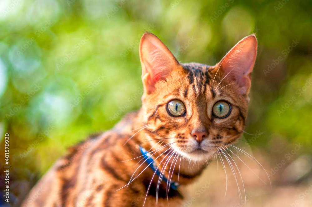 Bengal cat