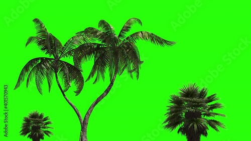 Three palm trees on a green background. Green screen for chroma key