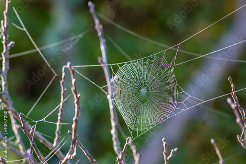 Spider web in the garden on an autumn morning