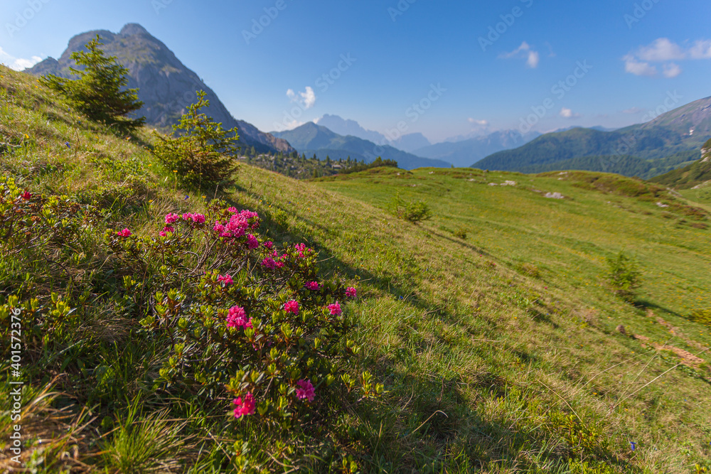 Blooming rhododendron isolated on a meadow, with the typical Dolomite landscape in the background, Settsass, Dolomites, Italy. Scientific name is Rhododendron ferrugineum
