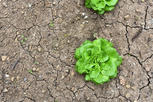Vegetables grow and harvest in your garden.
For healthy foods in nature.