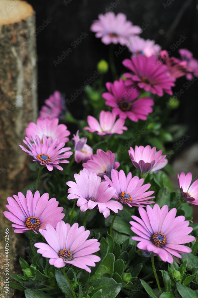 紫色の花 紫色の花