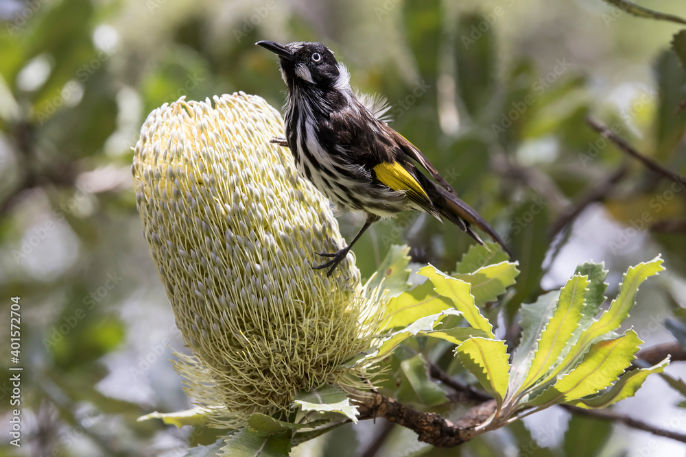 Naklejka premium New Holland Honeyeater feeding on nectar of the Saw-tooth Banksia