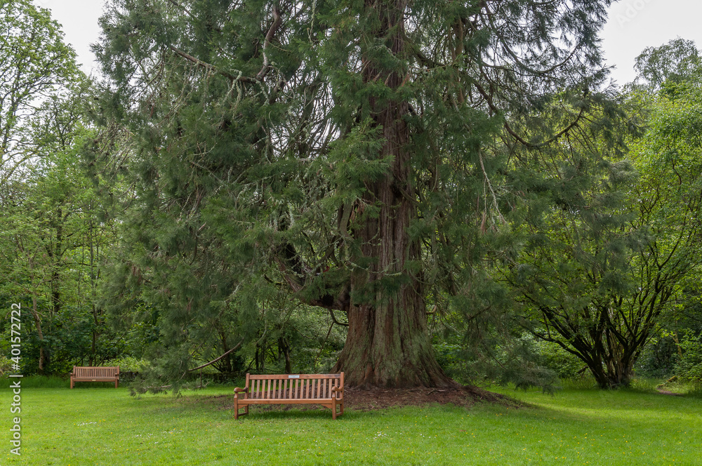 Benches without people under a large cedar in the Inchmahome Priory, Menteith Lake, Scotland. Concept: reflection, tranquility, calm