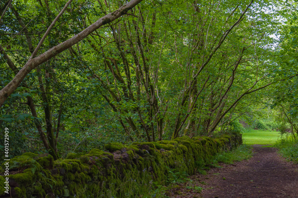 Scottish country road in the middle of the forest, with a wall covered with moss. Concept: travel to Scotland, typical landscapes of Scotland Scottish country road in the middle of the forest, with a wall covered with moss. Concept: travel to Scotland, typical landscapes of Scotland