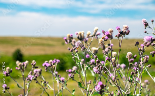 Perennial species of flowering plant in the family Asteraceae Cirsium arvense on a clear sunny day