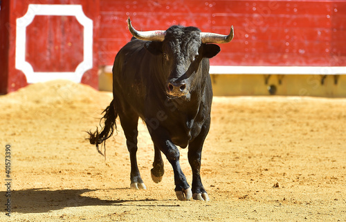 spanish bull with big horns