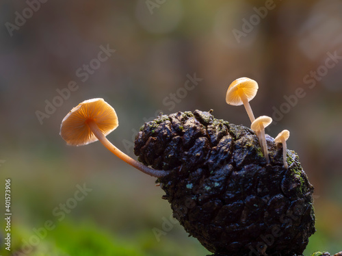 close up of a mushroom photo