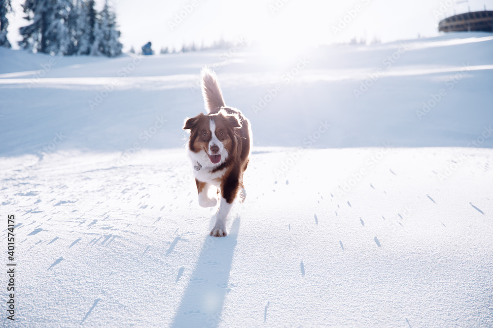 Hund im Schnee auf leerer Skipiste im Winter im Lockdown, Australian Shepherd Hund im Schnee auf leerer Skipiste im Winter im Lockdown, Australian Shepherd