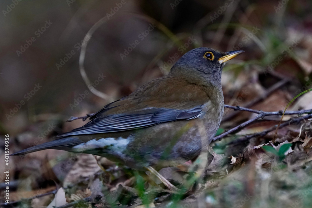 pale thrush on the ground