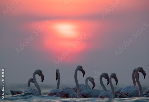 Fototapeta Naklejka Na Ścianę i Meble -  Greater Flamingos and dramatic sunrise at Asker coast, Bahrain