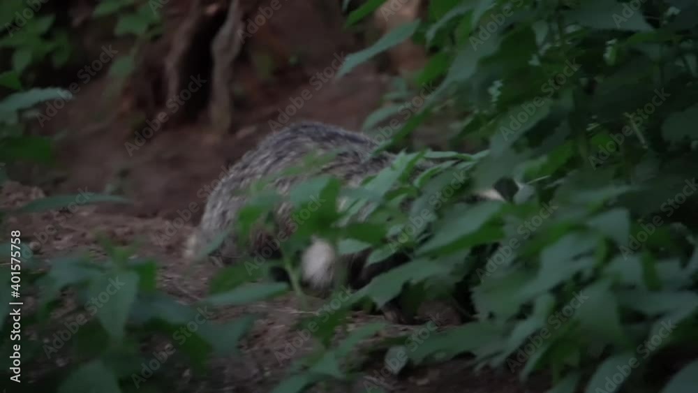 Badgers playing near the den. Offspring are roaming in the forest. Badger offspring near home. European wildlife nature. Badgers playing near the den. Offspring are roaming in the forest. Badger offspring near home. European wildlife nature.