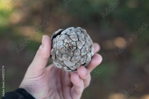 Pine cone in a man's hand