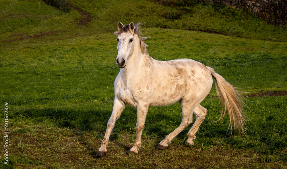 White Lusitano horse, running free outdoors, green grass. White Lusitano horse, running free outdoors, green grass.