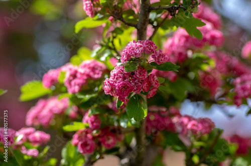 Crataegus laevigata cultivar pauls scarlet bright pink flowering tree, group of beautiful springtime flowers in bloom