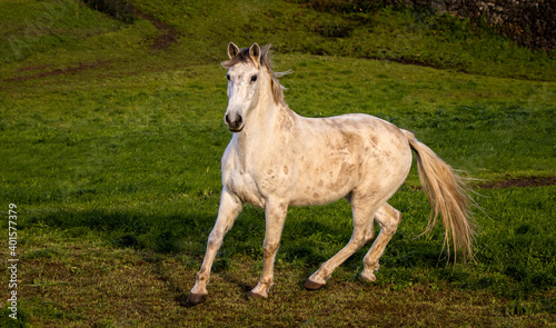 White Lusitano horse, running free outdoors, green grass.