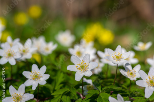Anemonoides nemorosa wood anemone white flower in bloom, springtime flowering bunch of wild plants