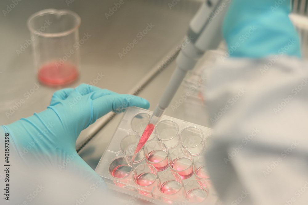 Scientist working in laboratory, microbiologis's hand with gloves holding a pipette, preparing culture media for cell culture science experiment, lab glassware and apparatus in biosafety cabinet hood Scientist working in laboratory, microbiologis's hand with gloves holding a pipette, preparing culture media for cell culture science experiment, lab glassware and apparatus in biosafety cabinet hood