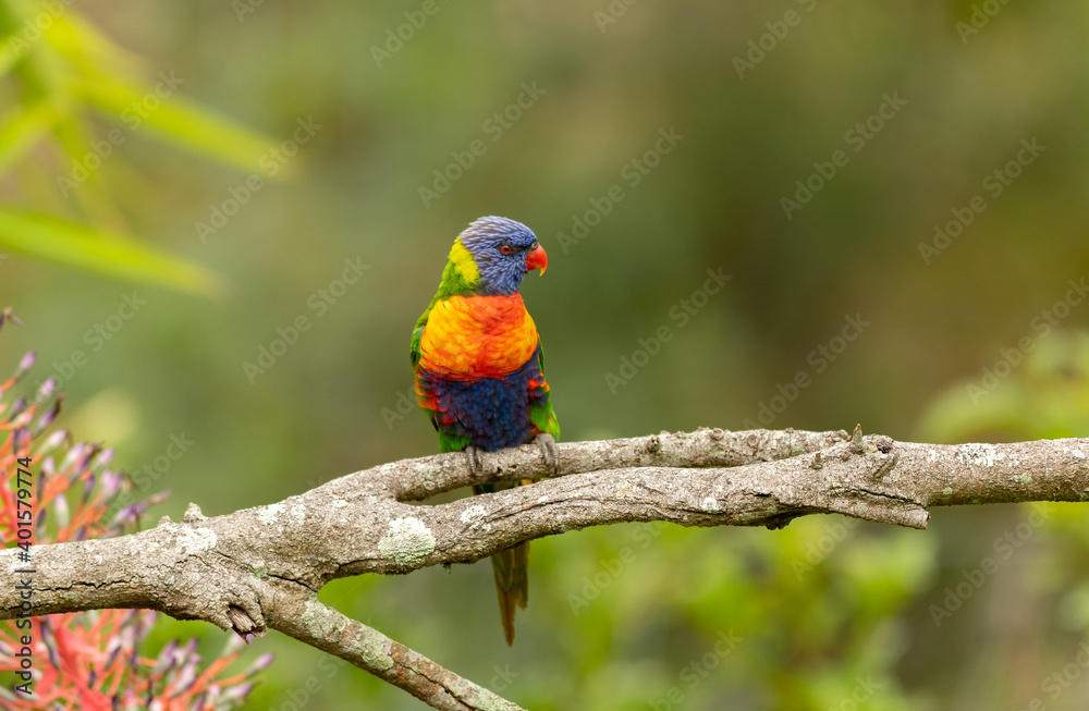 Naklejka premium Rainbow Lorikeet, trichoglossus parrot displaying its beautiful colorful plumage whilst perching on a branch with a diffused backdrop.