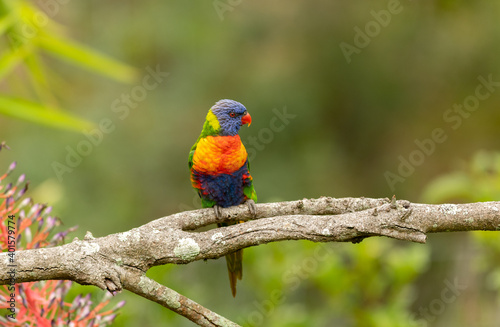 Rainbow Lorikeet, trichoglossus parrot displaying its beautiful colorful plumage whilst perching on a branch with a diffused backdrop.