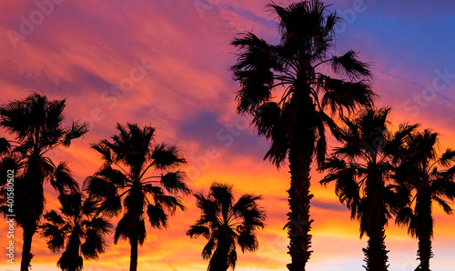 Beautiful sunset on the background of palm trees..