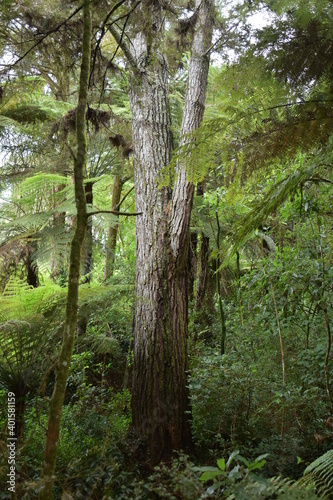 Fototapeta Naklejka Na Ścianę i Meble -  View of walnut tree stock in forest