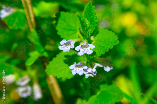 Wildflowers and green leaves in summer