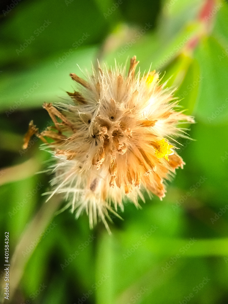 Flower Grass Flower Grass