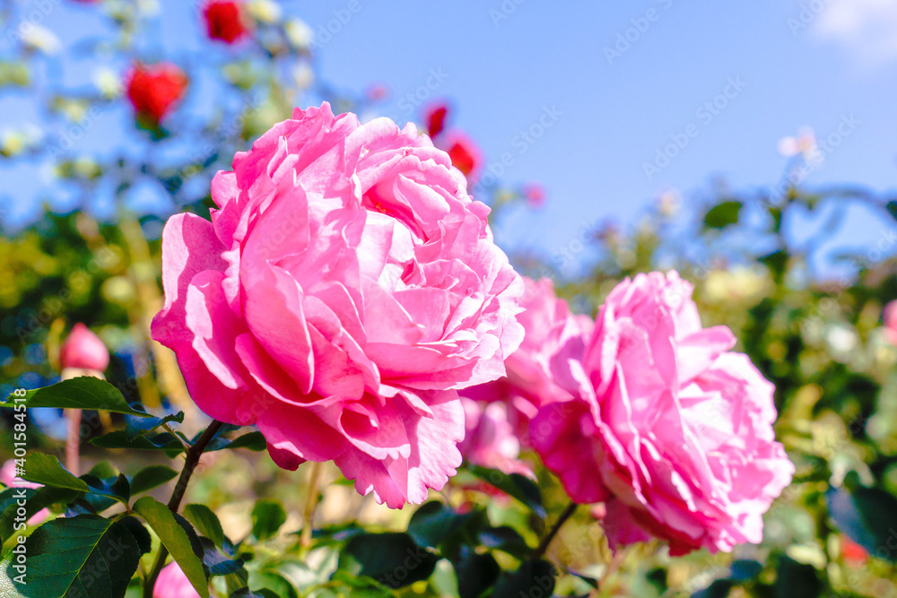 ピンクの薔薇の花