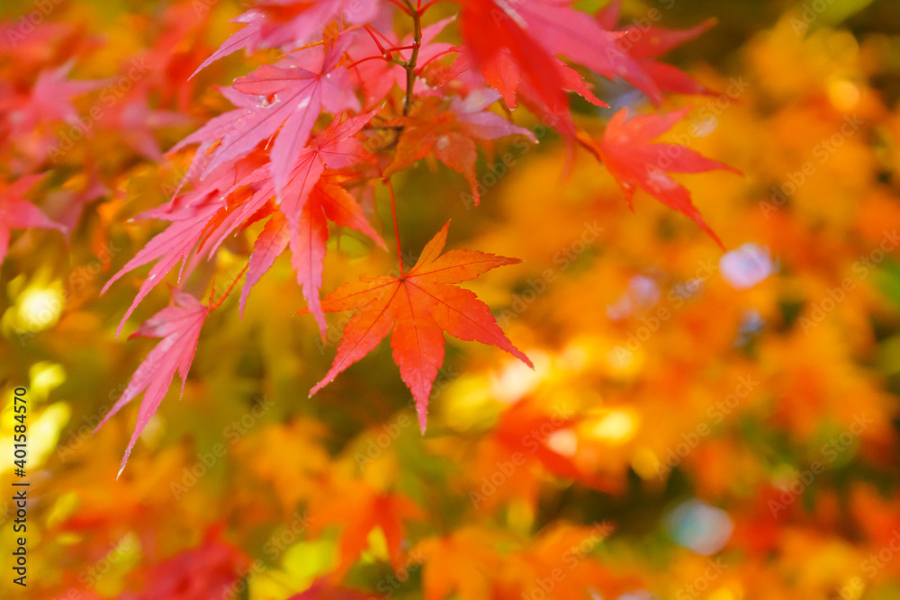 真っ赤な紅葉 真っ赤な紅葉