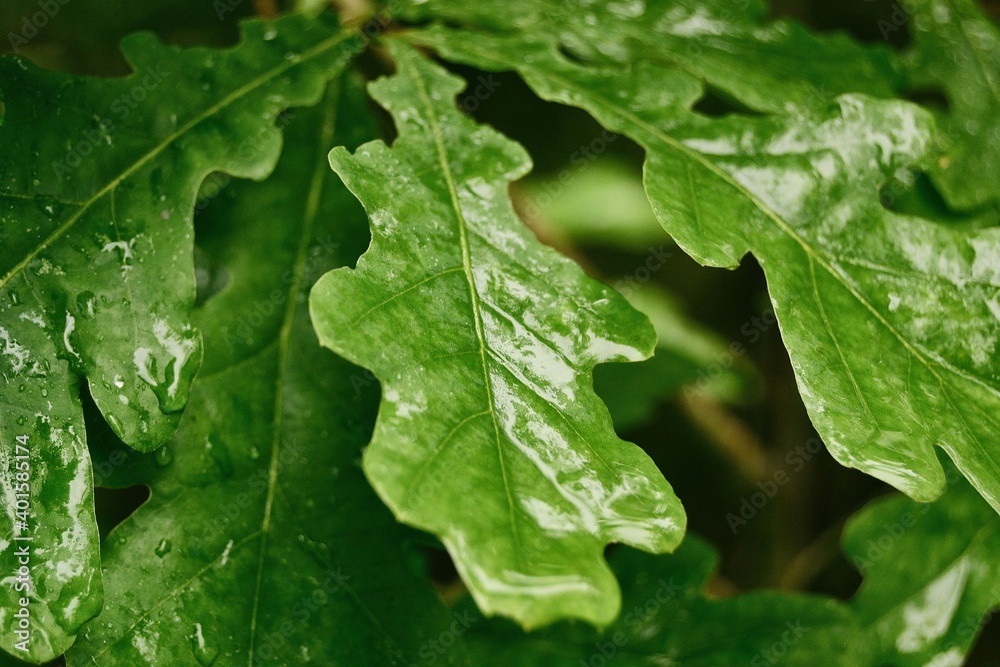 Green oak leaves in a dark forest covered with water drops during rain. Close-up photo. Green oak leaves in a dark forest covered with water drops during rain. Close-up photo.