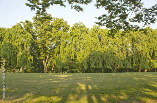 Trees and lawns in the park on Nami Island photo