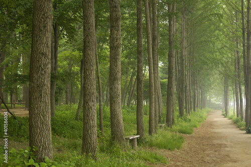 Forests and promenades in Nami Island.