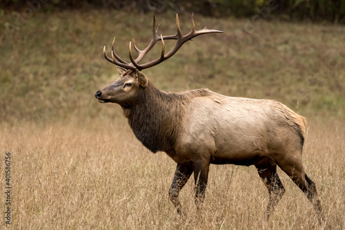 Strutting Bull Elk In Dry Field