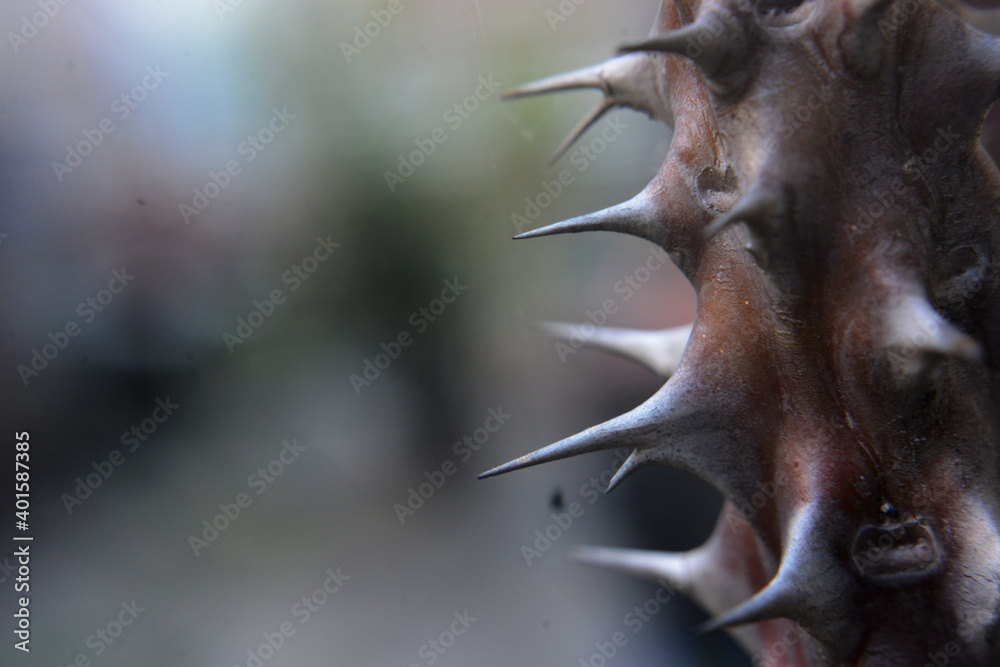 Obraz premium thorns