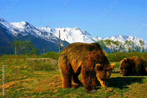 Alaskan Brown bears at the 200 acre Alaska Wildlife Conservation Center near Portage on the Anchorage Seward Highway with the snow covered Chugach Mountains seen in the background. photo