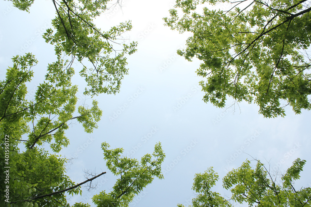 Fototapeta premium Tree branches and sky seen from low angle