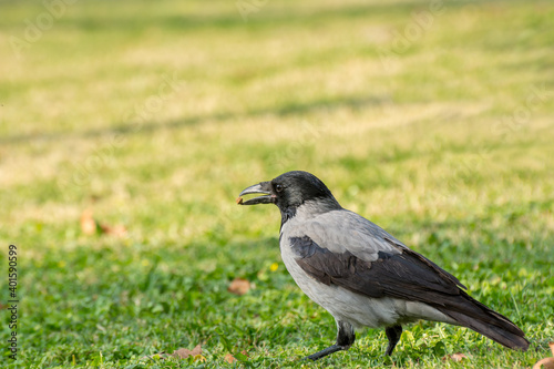 A grey white neck hooded crow eating dry fruit grassland in autumn with fall leaves in Tehran, Iran