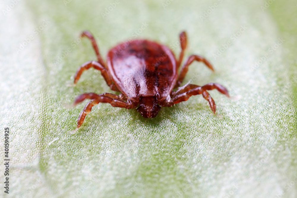 Ticks live on wild plants in the North China Plain Ticks live on wild plants in the North China Plain