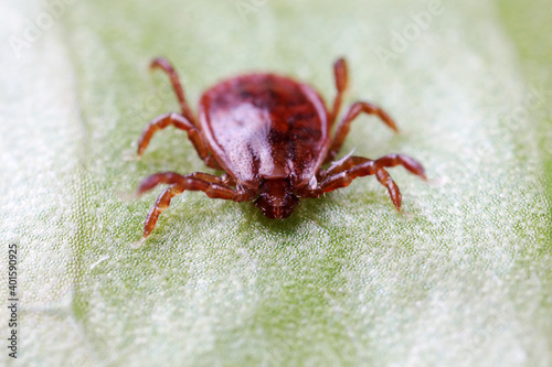 Ticks live on wild plants in the North China Plain