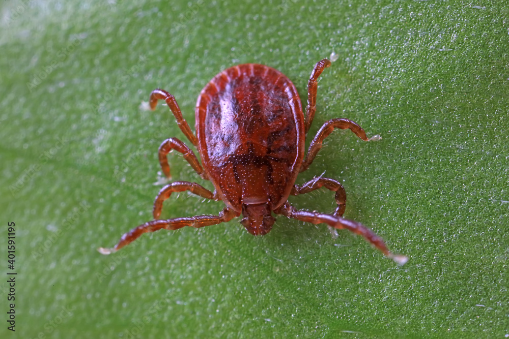 Ticks live on wild plants in the North China Plain Ticks live on wild plants in the North China Plain