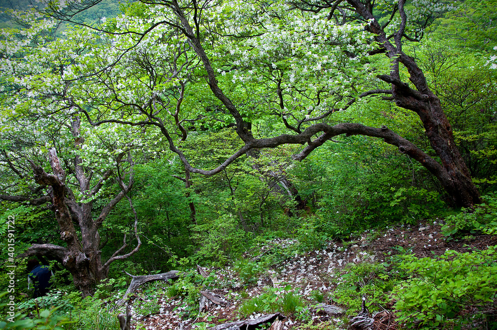 Obraz premium 森の中でひっそりと咲く美しいつつじの花 Beautiful azalea flowers that bloom quietly in the woods