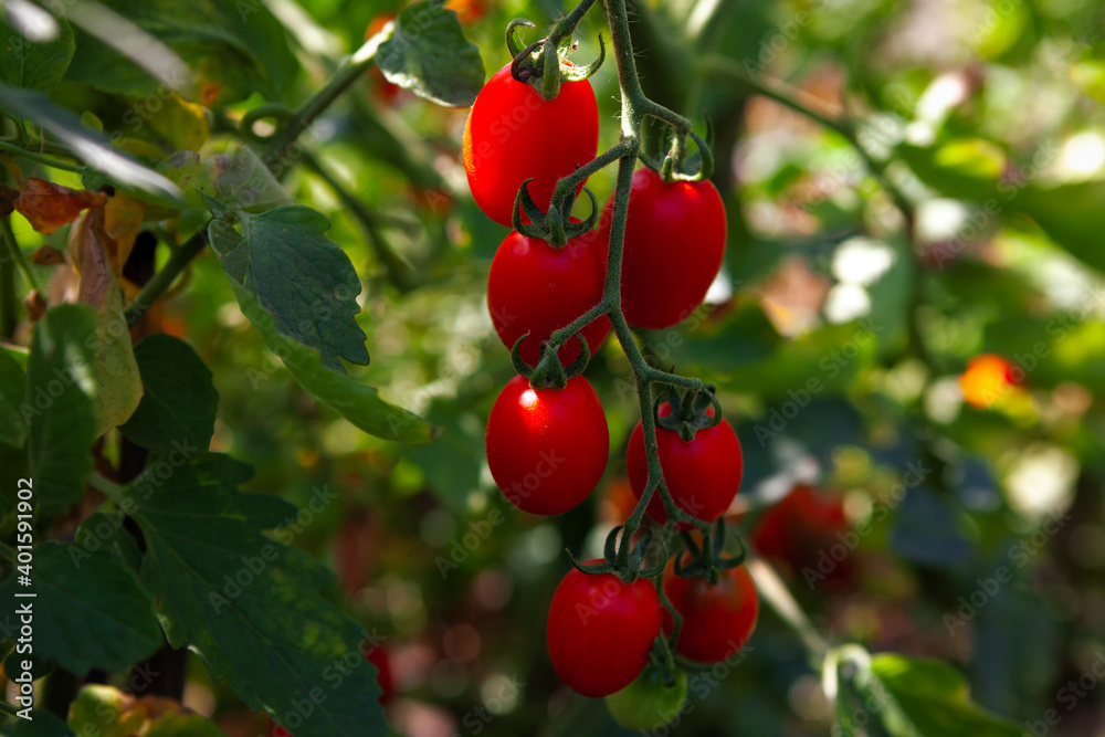 Growing tomatoes in the garden . Cultivated vegetables